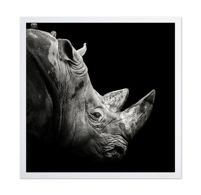 Rhino