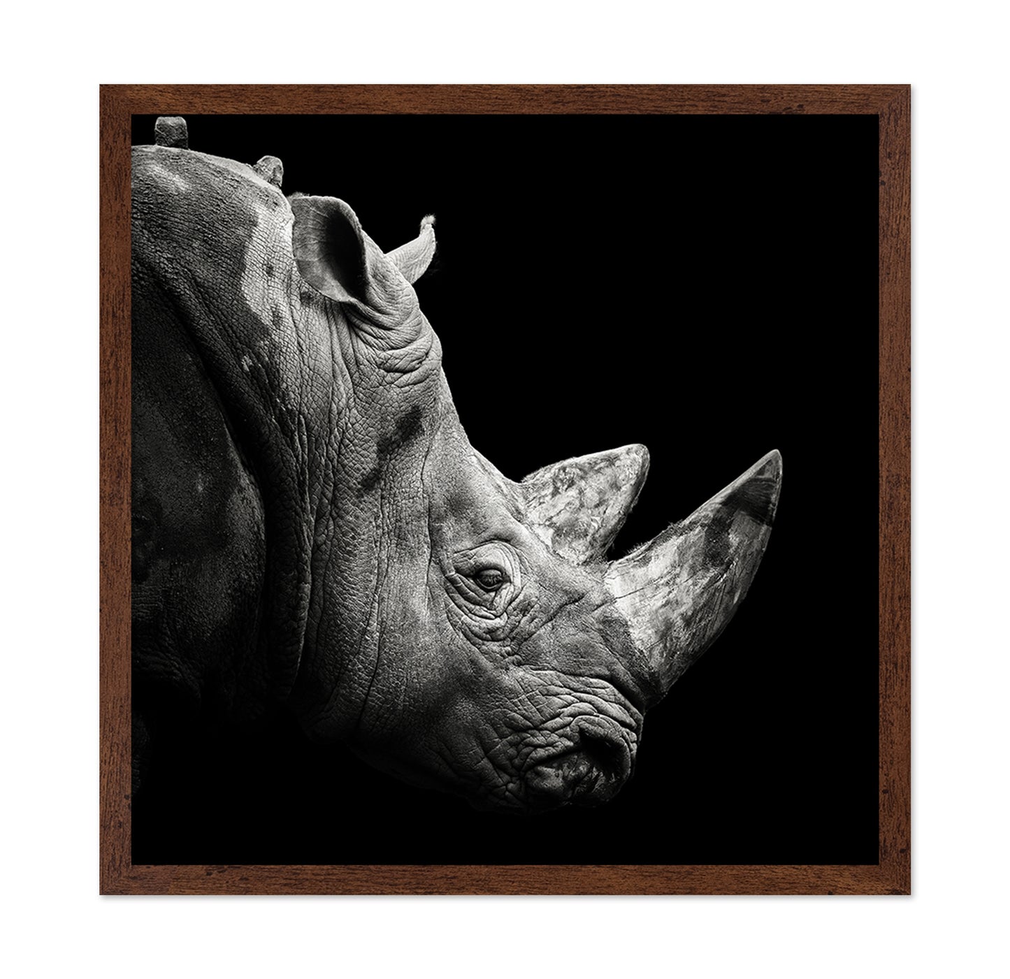 Rhino