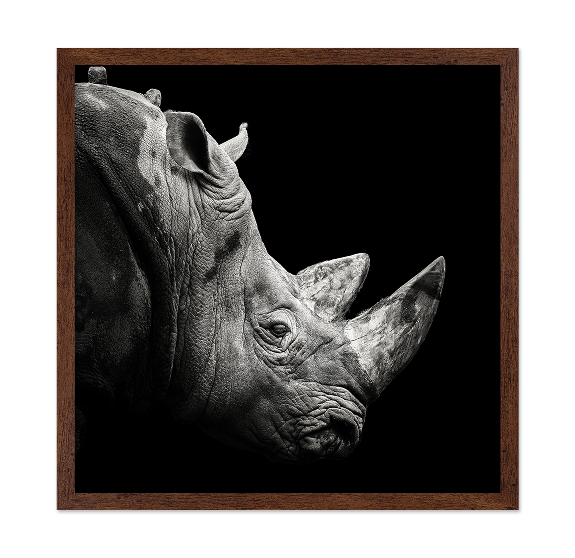 Rhino