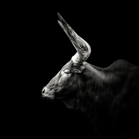 Watusi