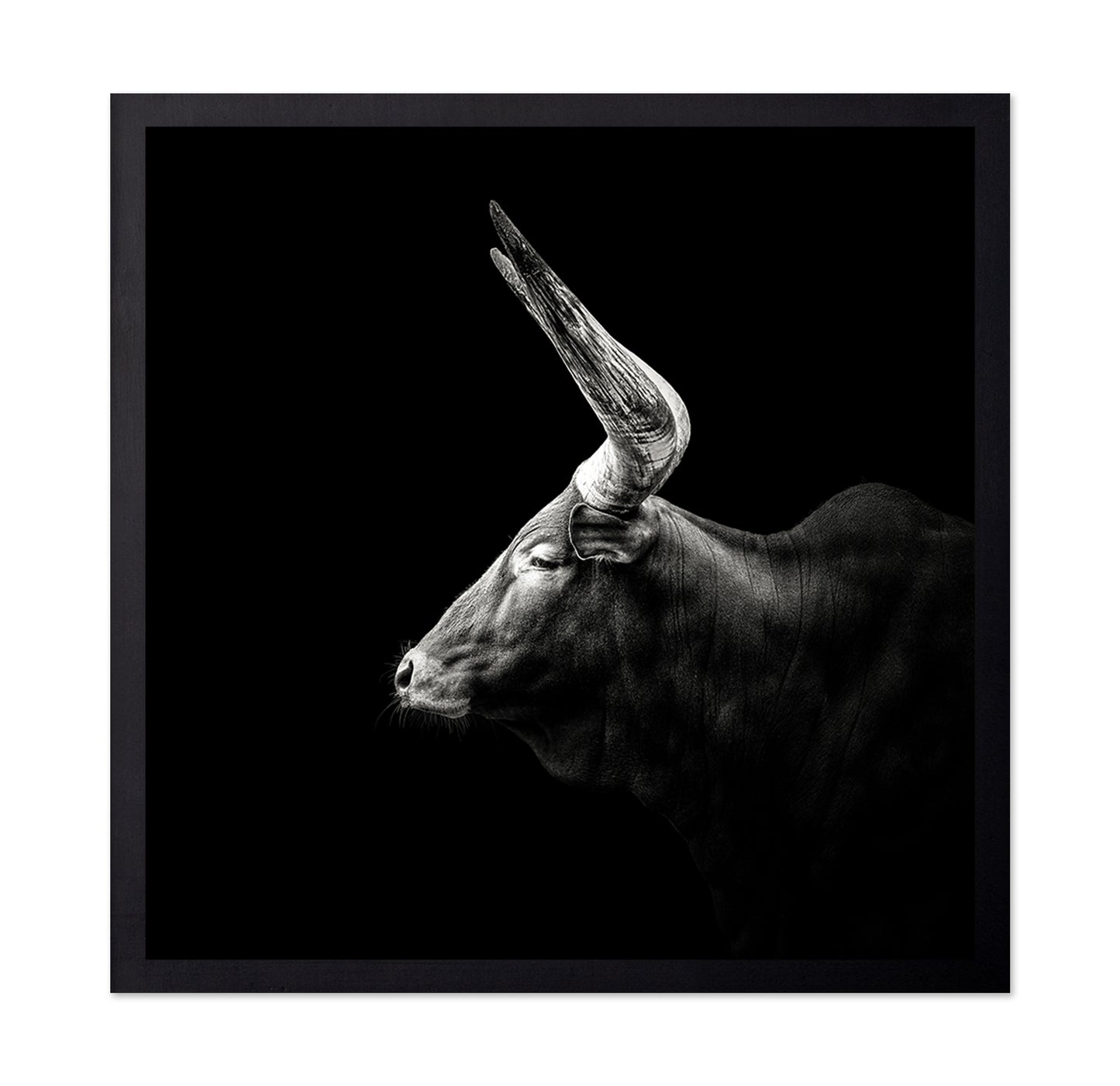 Watusi