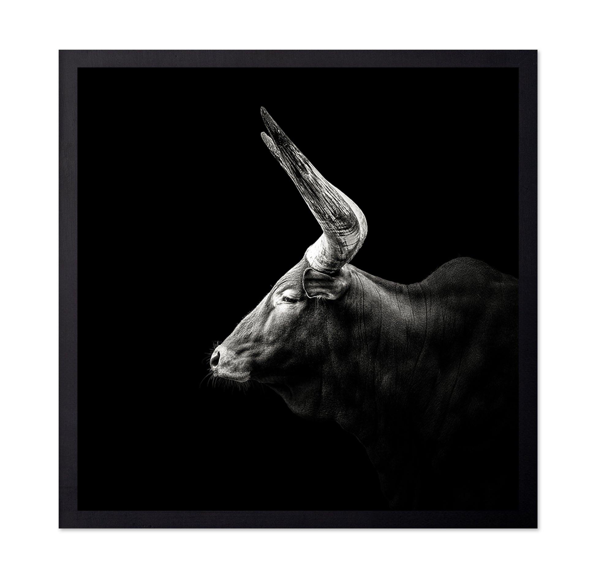 Watusi