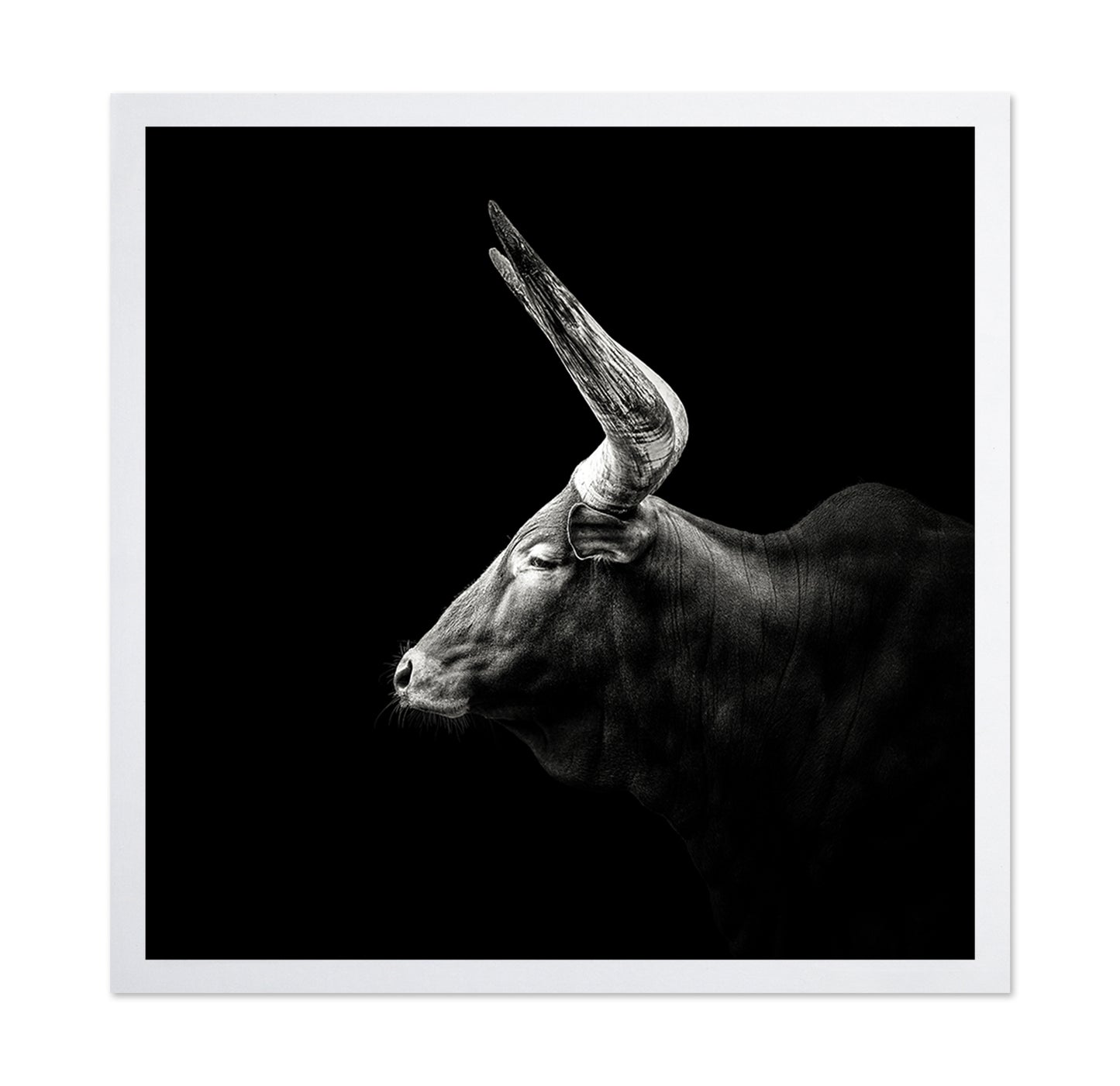 Watusi
