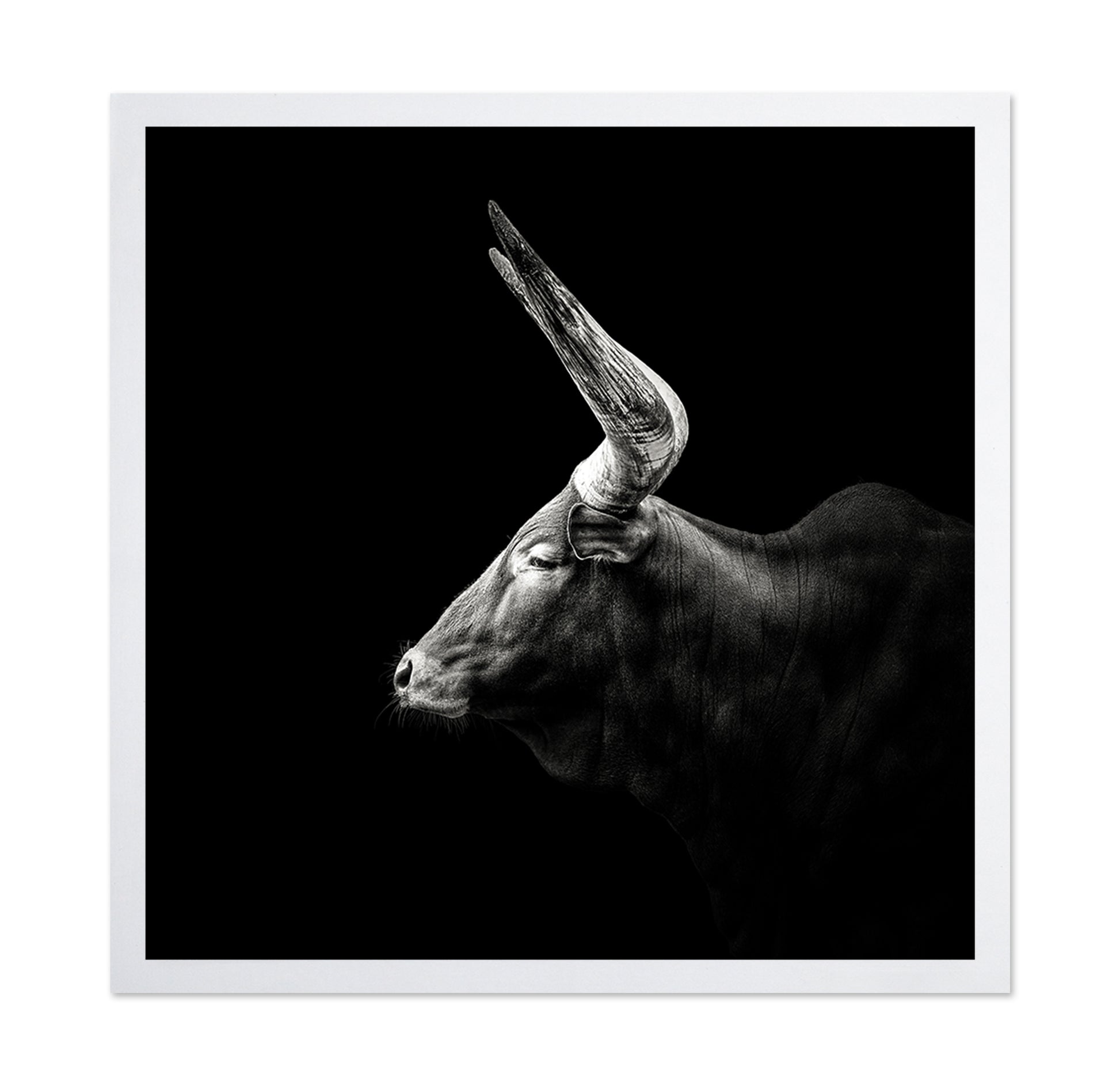 Watusi