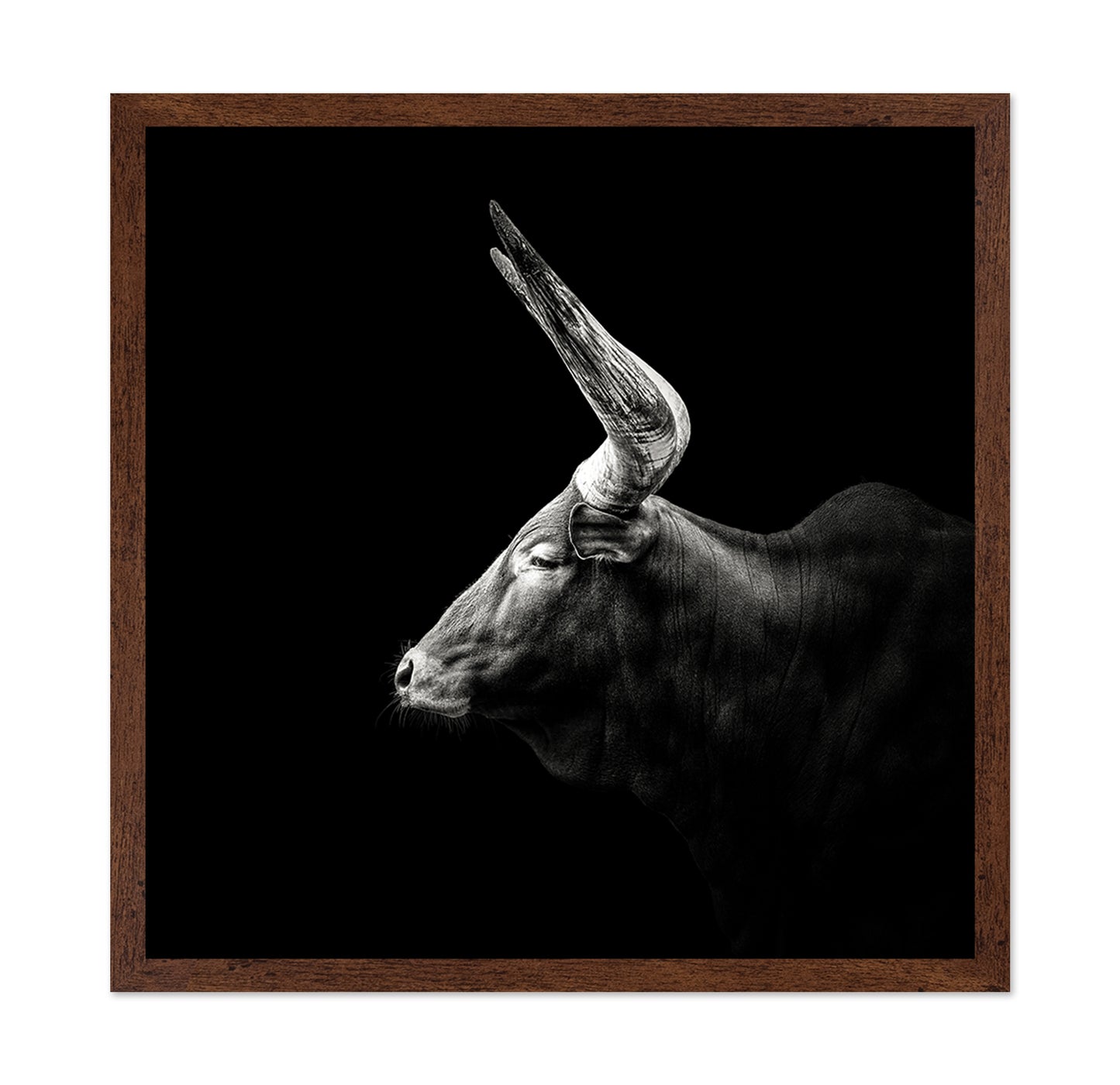 Watusi