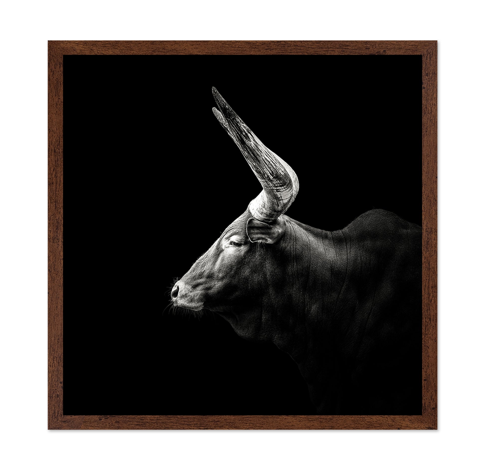 Watusi