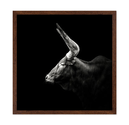 Watusi