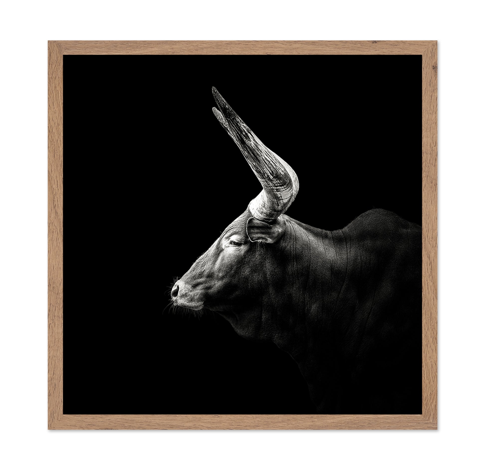 Watusi