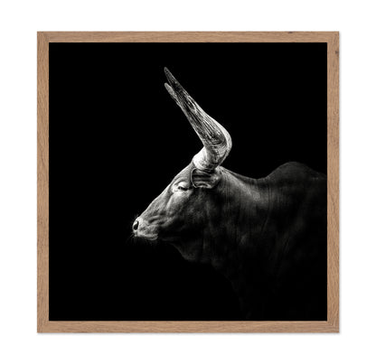 Watusi