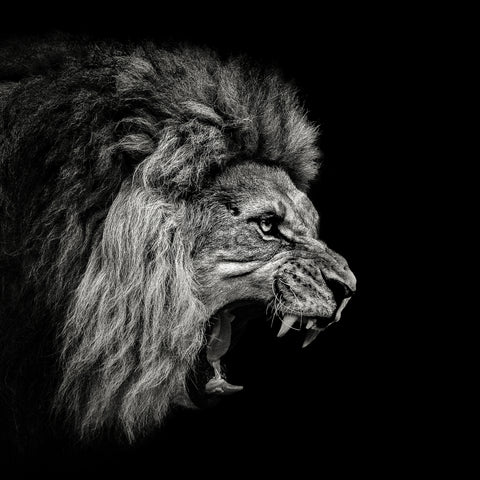 Roaring Lion