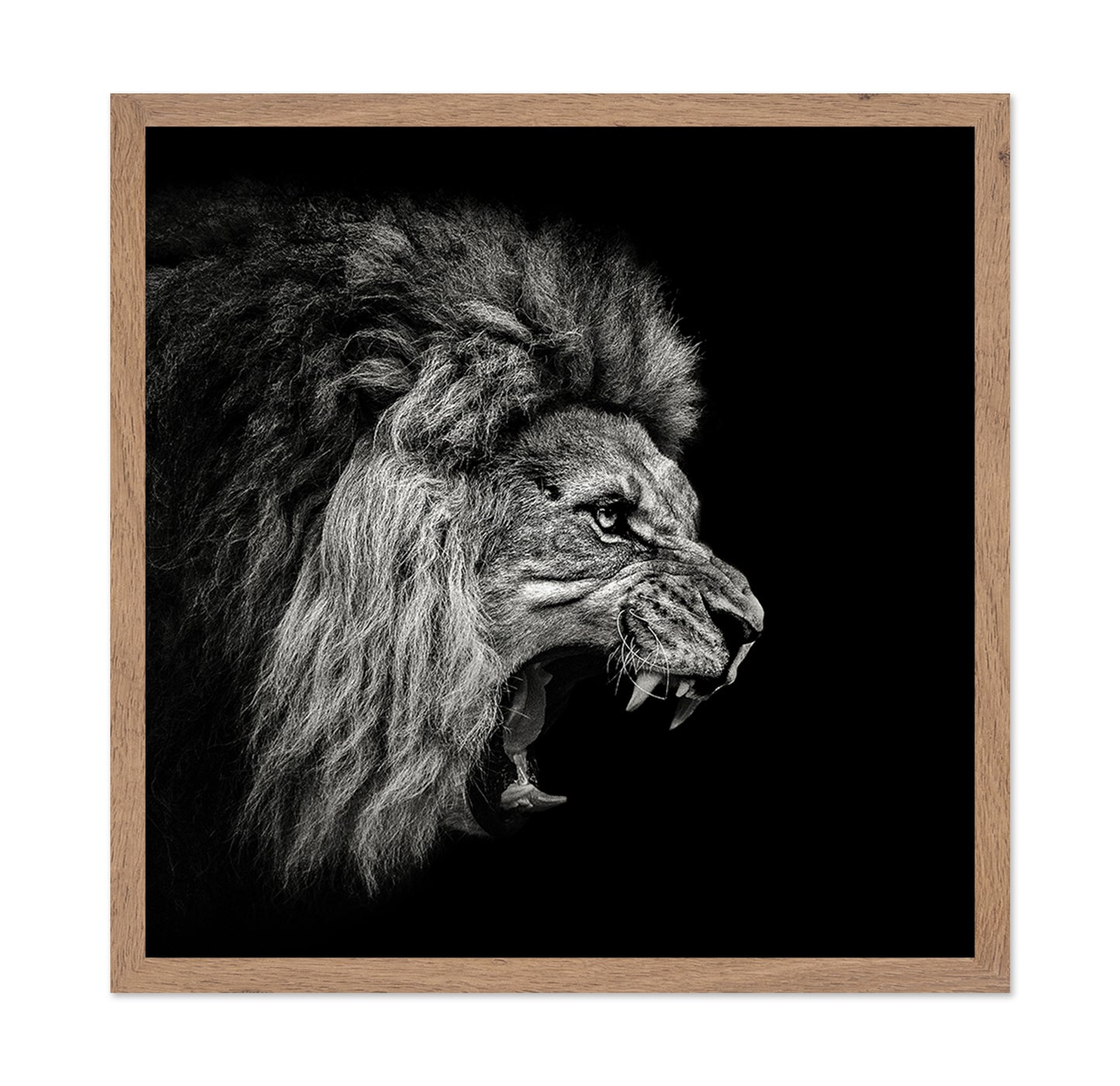 Roaring Lion