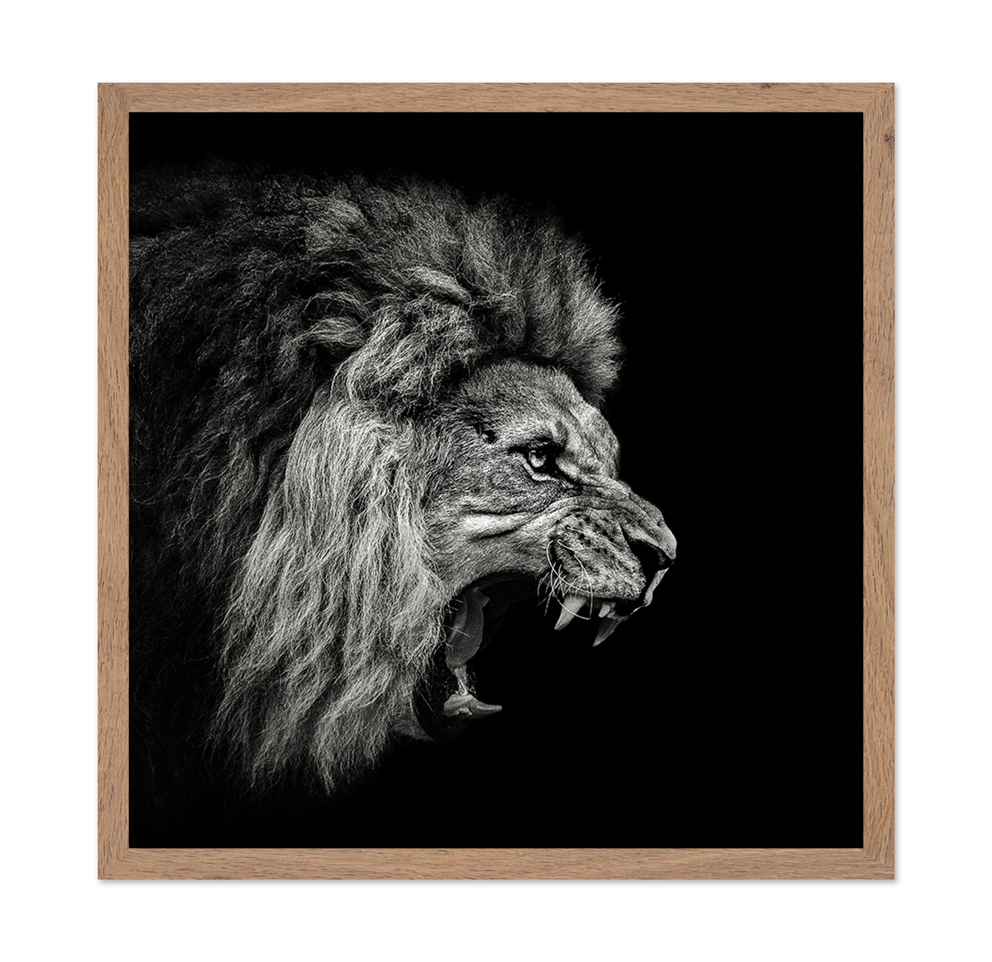 Roaring Lion