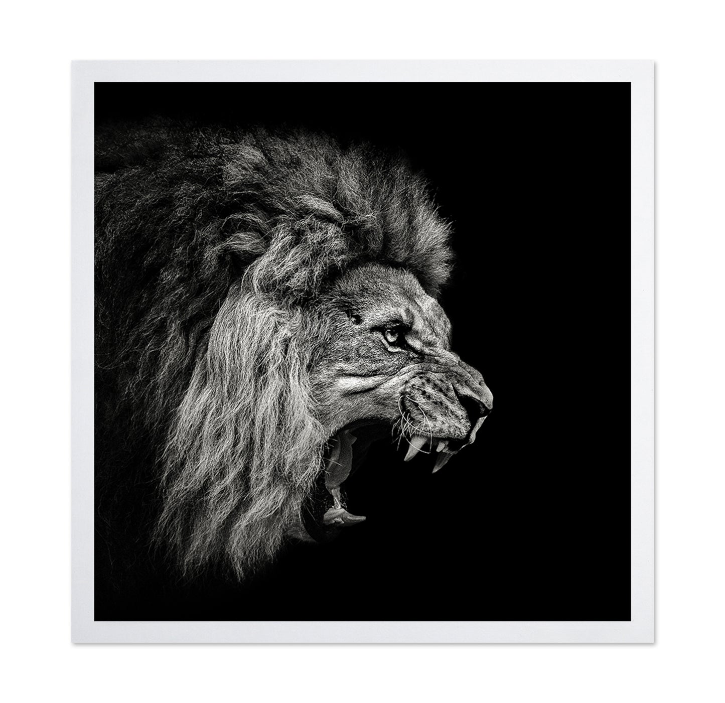 Roaring Lion