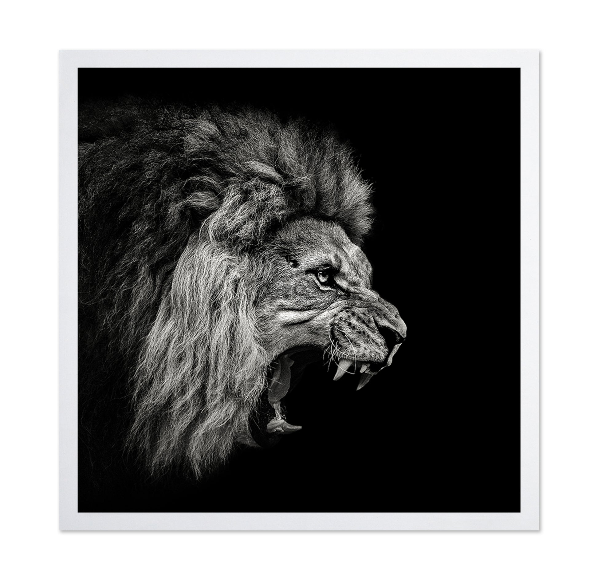 Roaring Lion