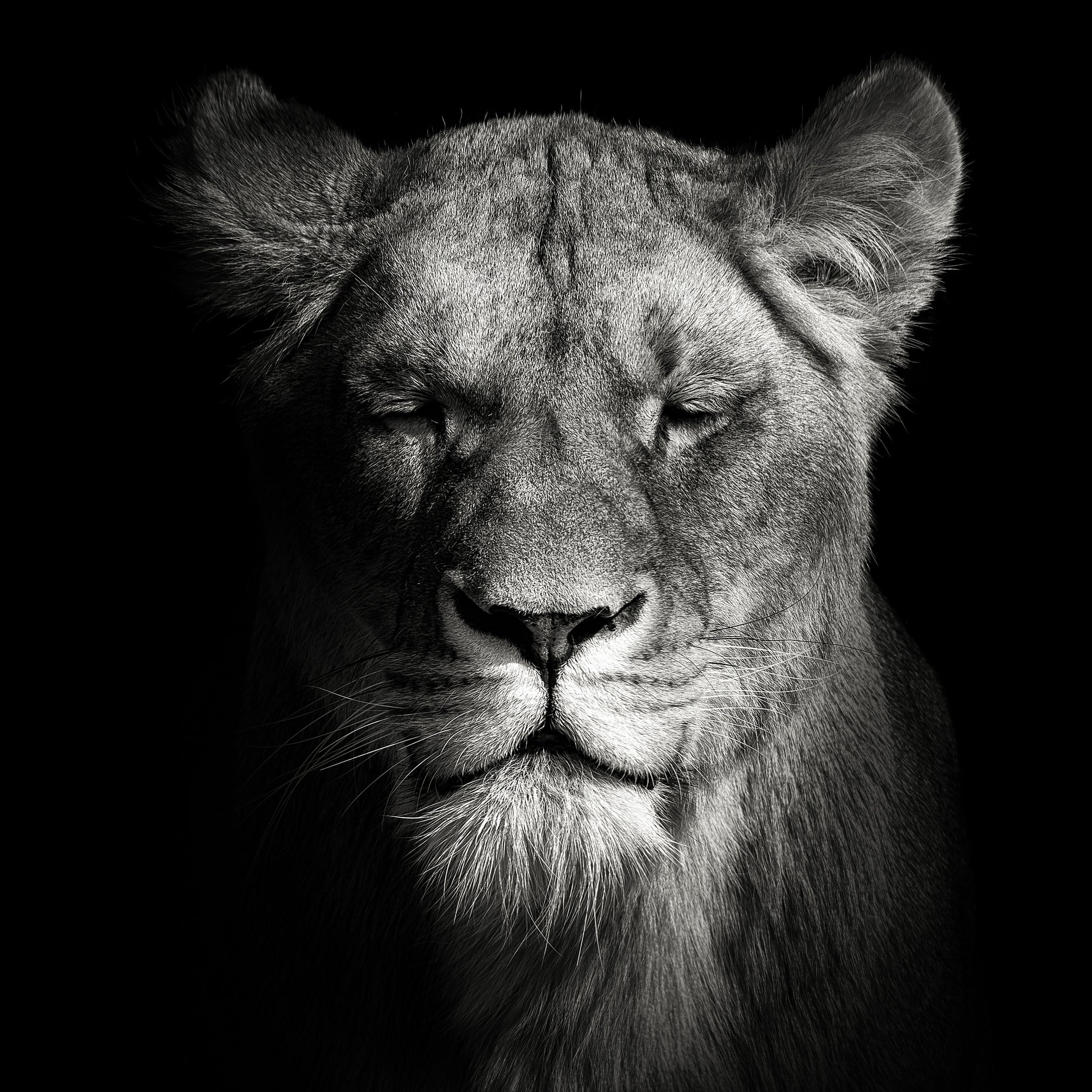 Lioness No 1