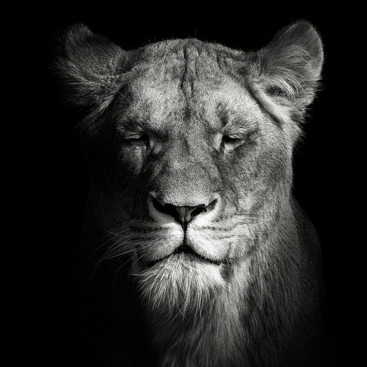 Lioness No 1