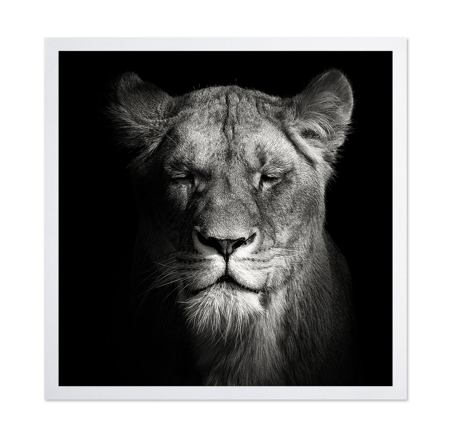 Lioness No 1