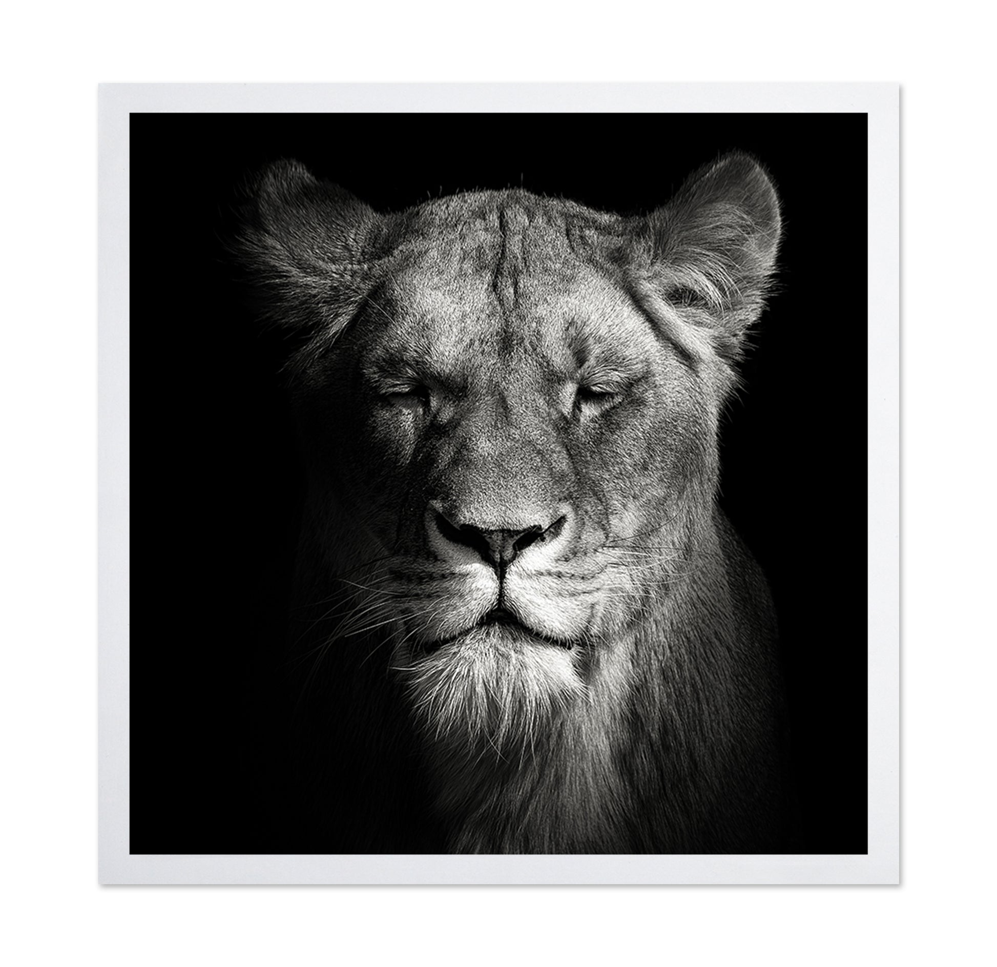 Lioness No 1