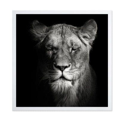Lioness No 1