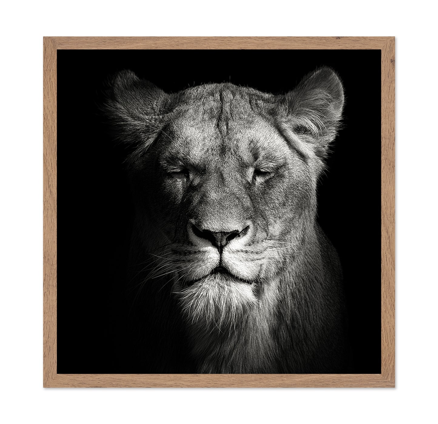 Lioness No 1