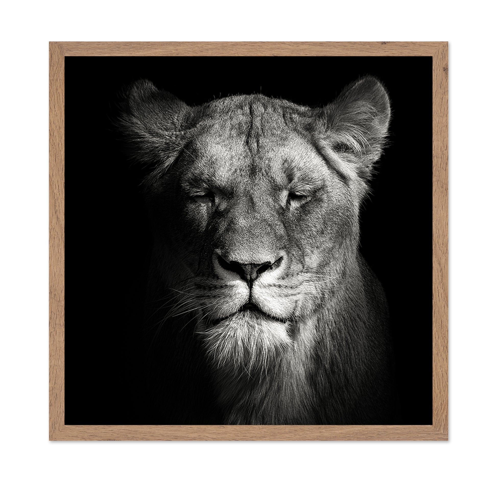 Lioness No 1