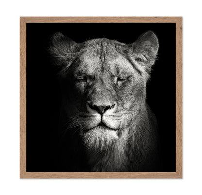 Lioness No 1