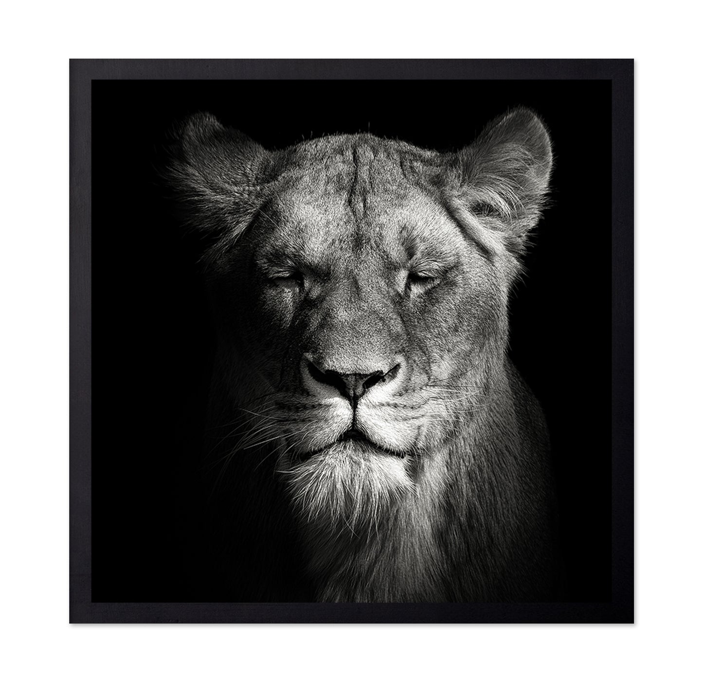 Lioness No 1