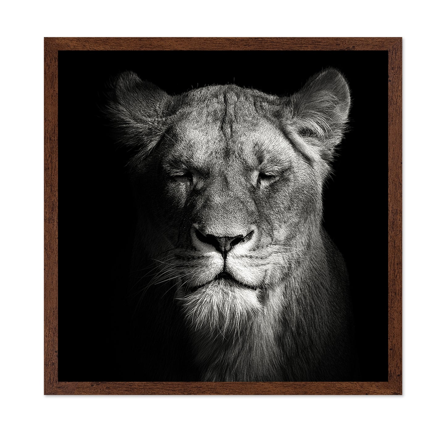 Lioness No 1