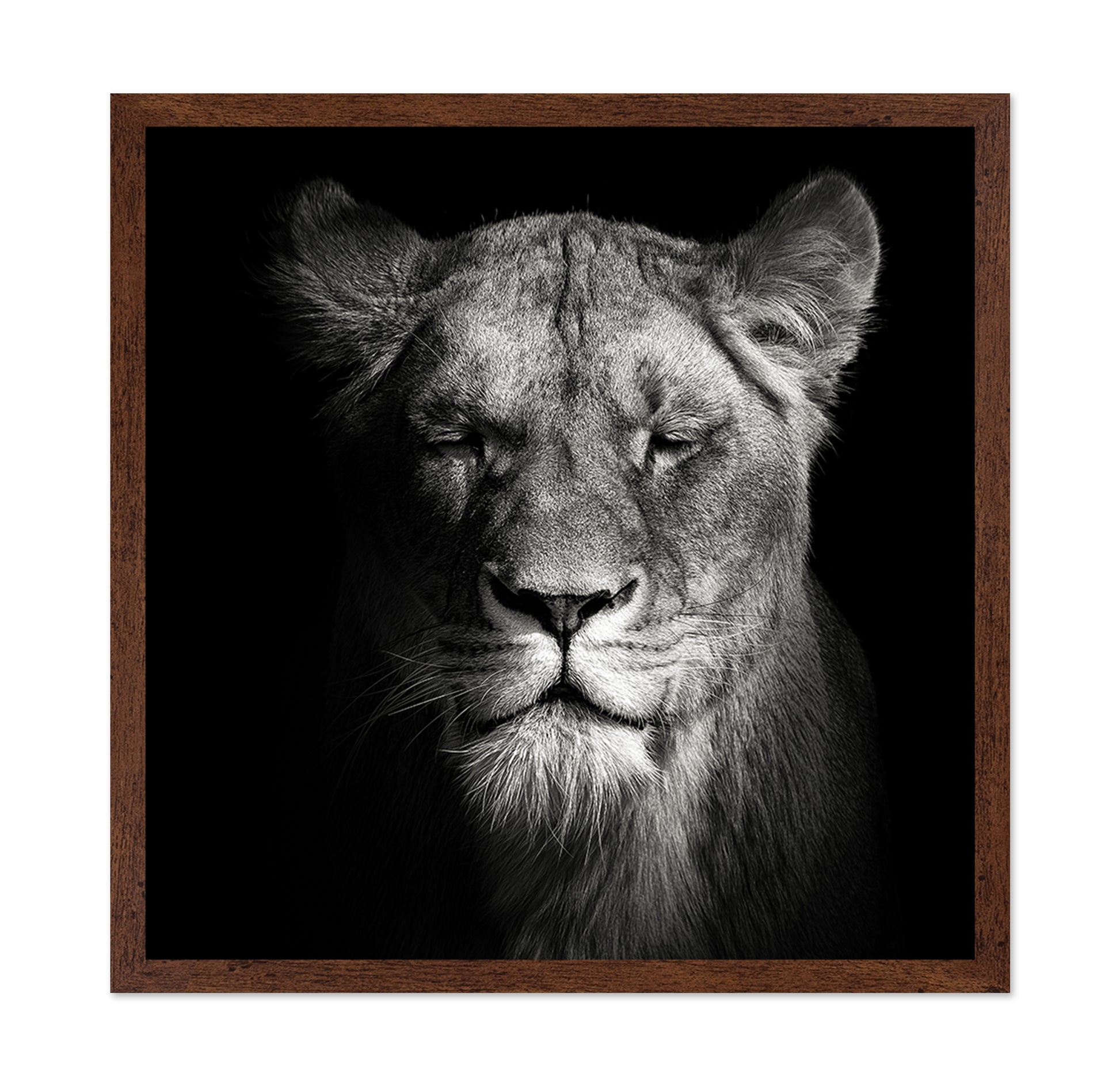 Lioness No 1
