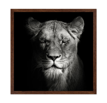 Lioness No 1