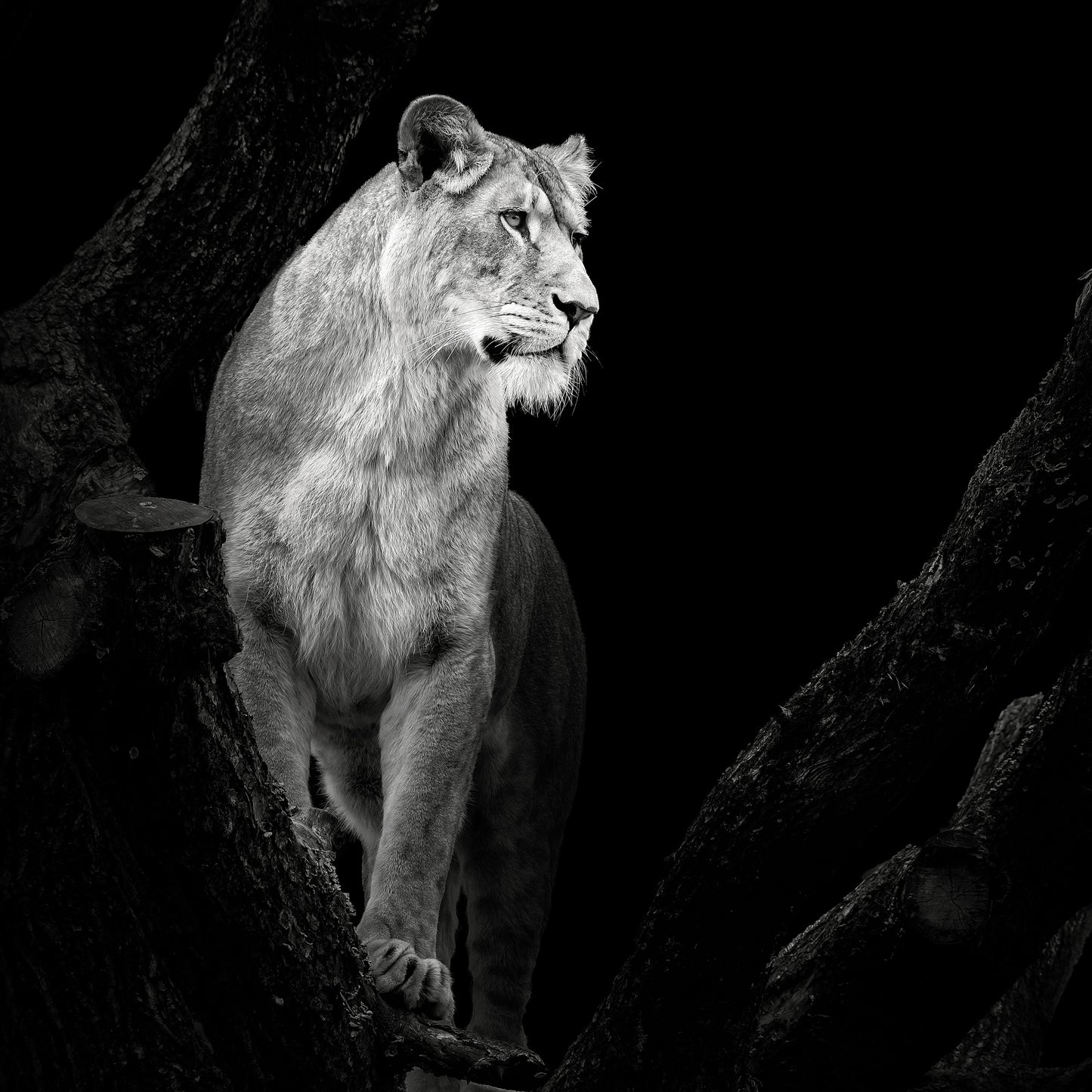 Lioness No 2
