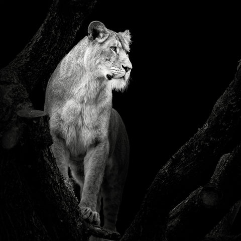 Lioness No 2