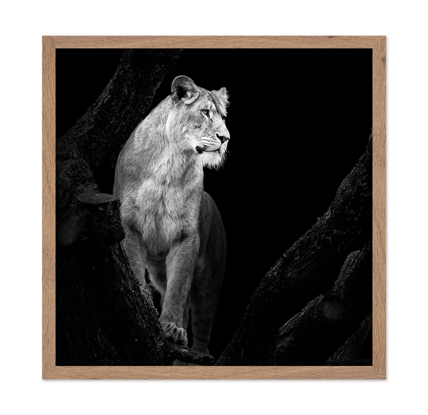 Lioness No 2