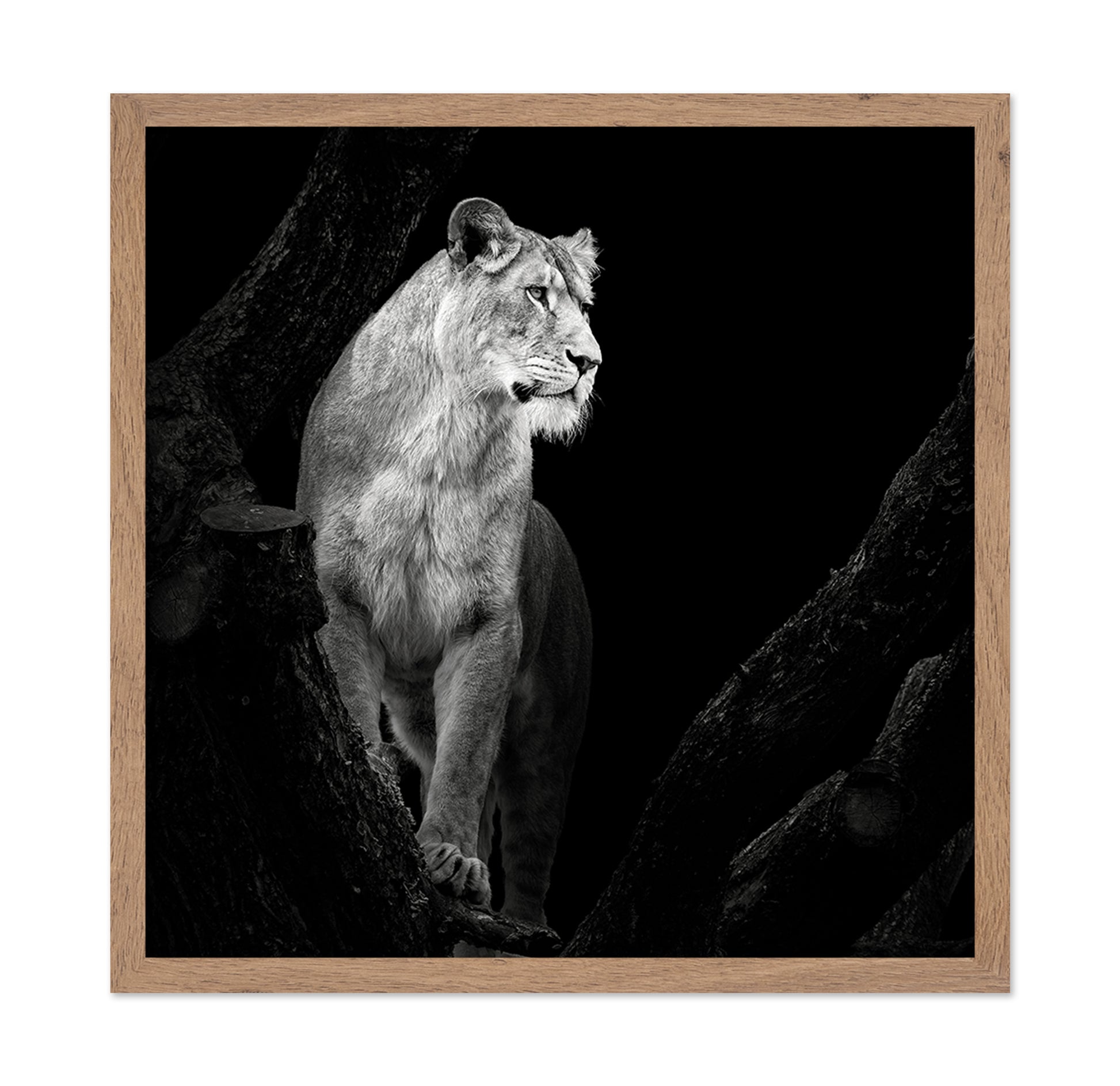 Lioness No 2
