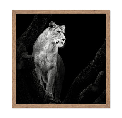 Lioness No 2