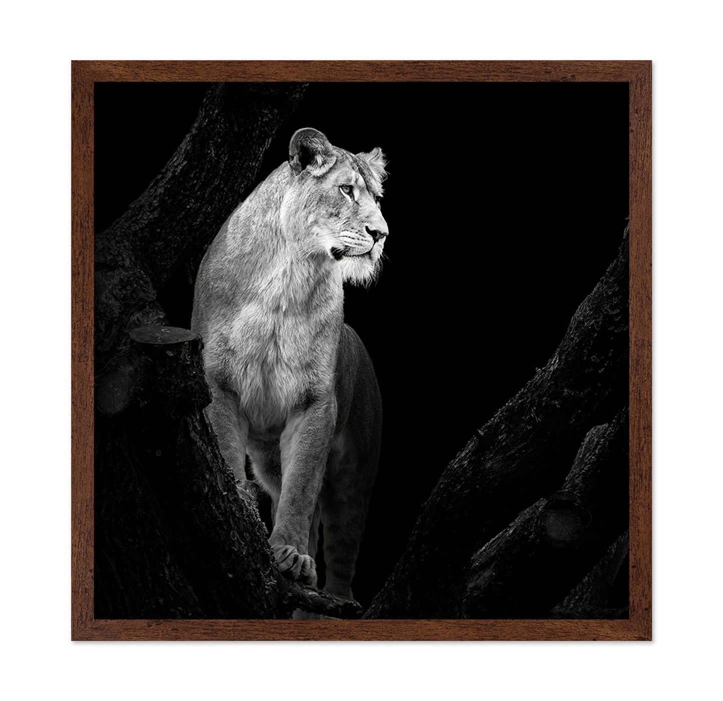 Lioness No 2