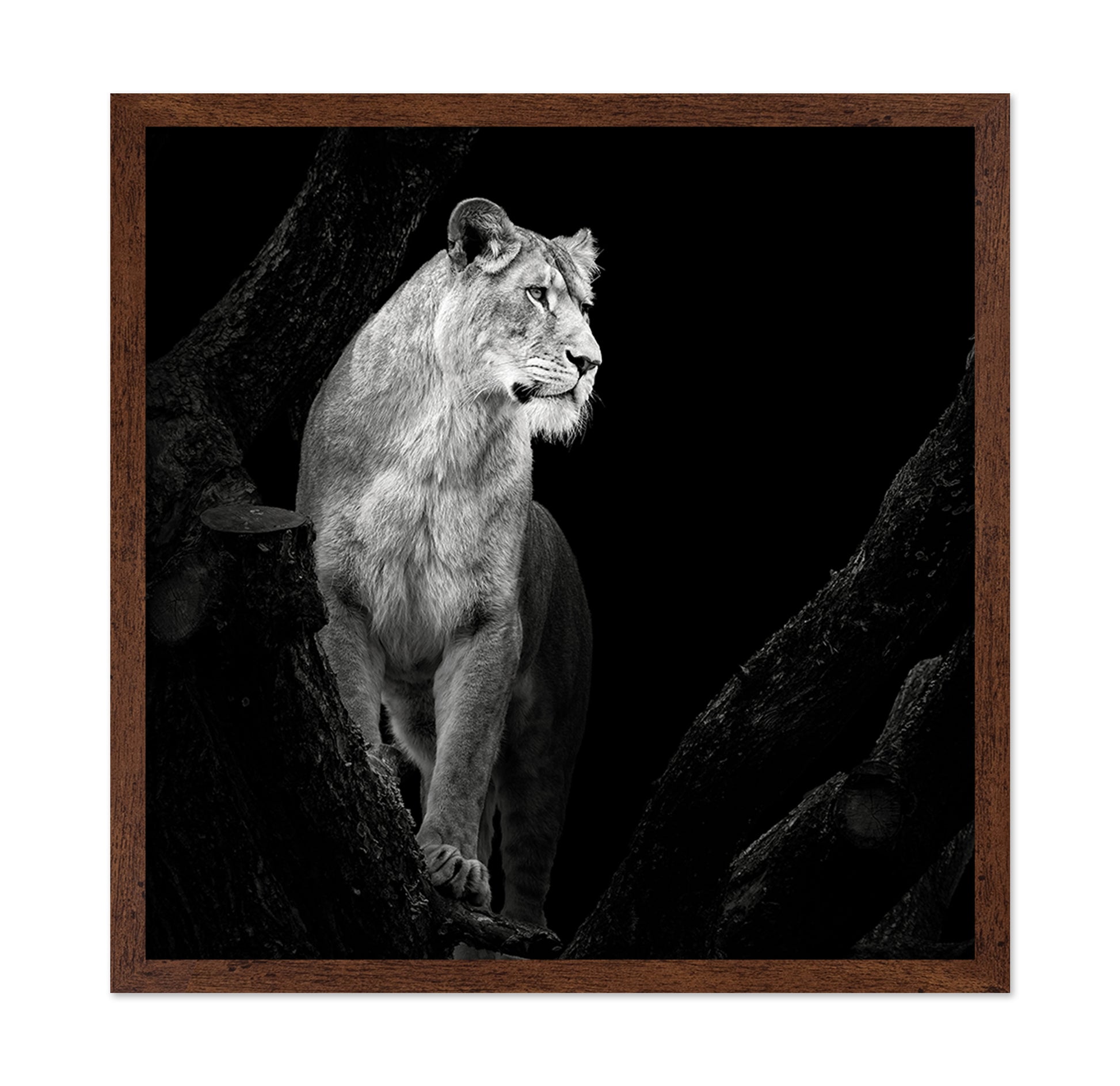 Lioness No 2