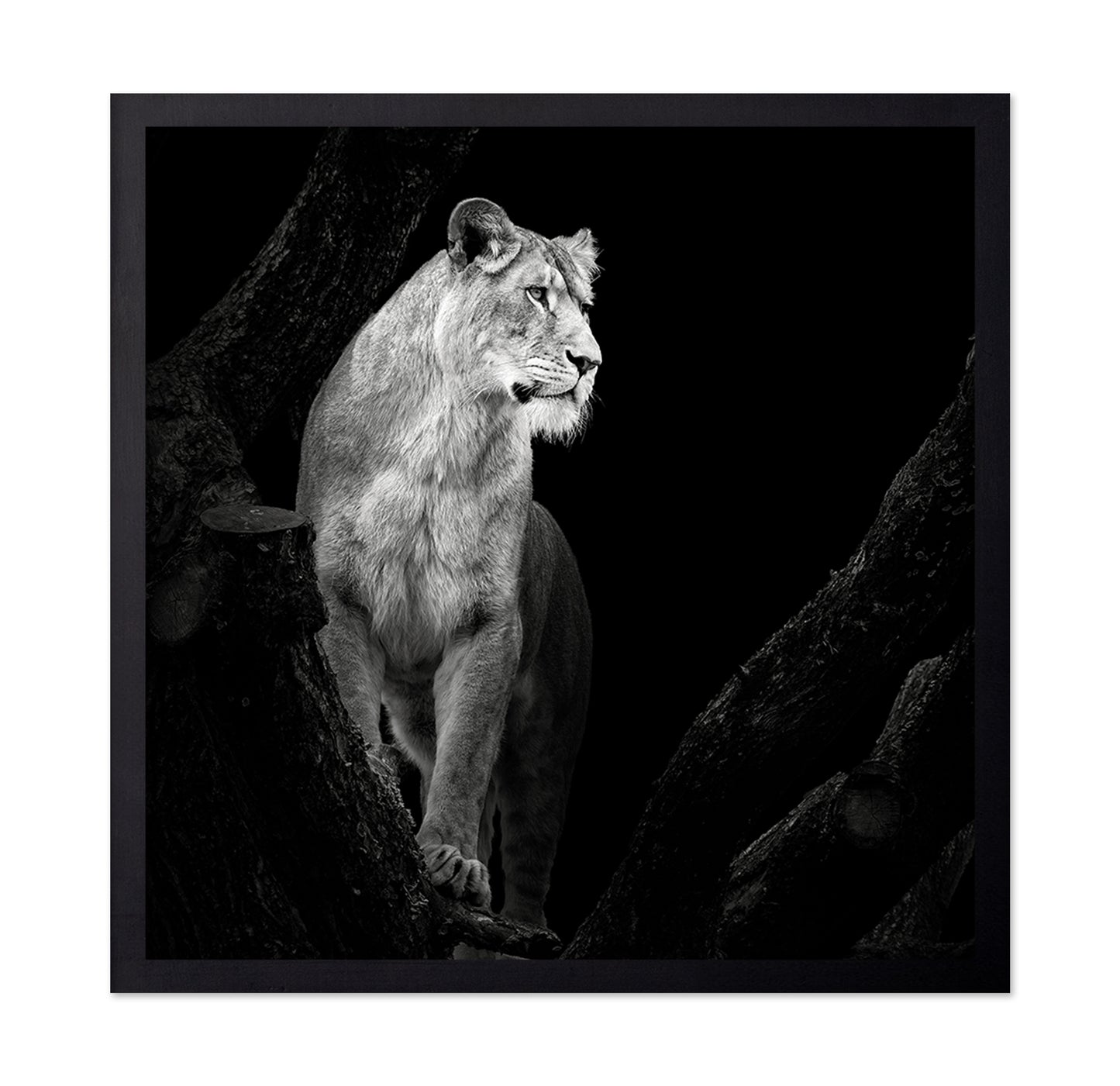Lioness No 2