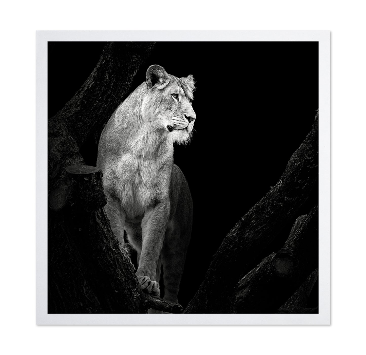 Lioness No 2
