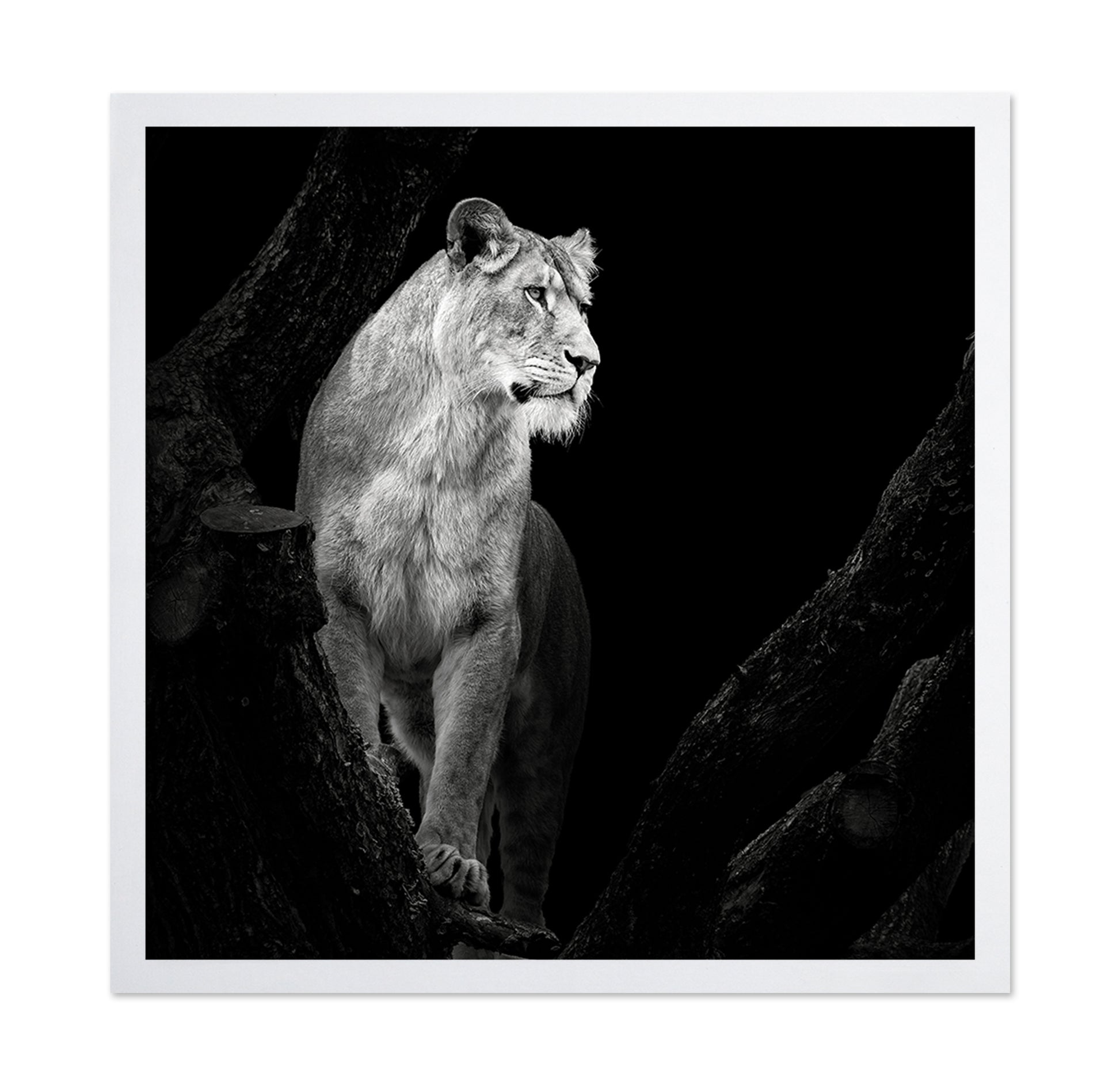 Lioness No 2