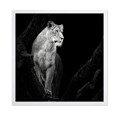 Lioness No 2