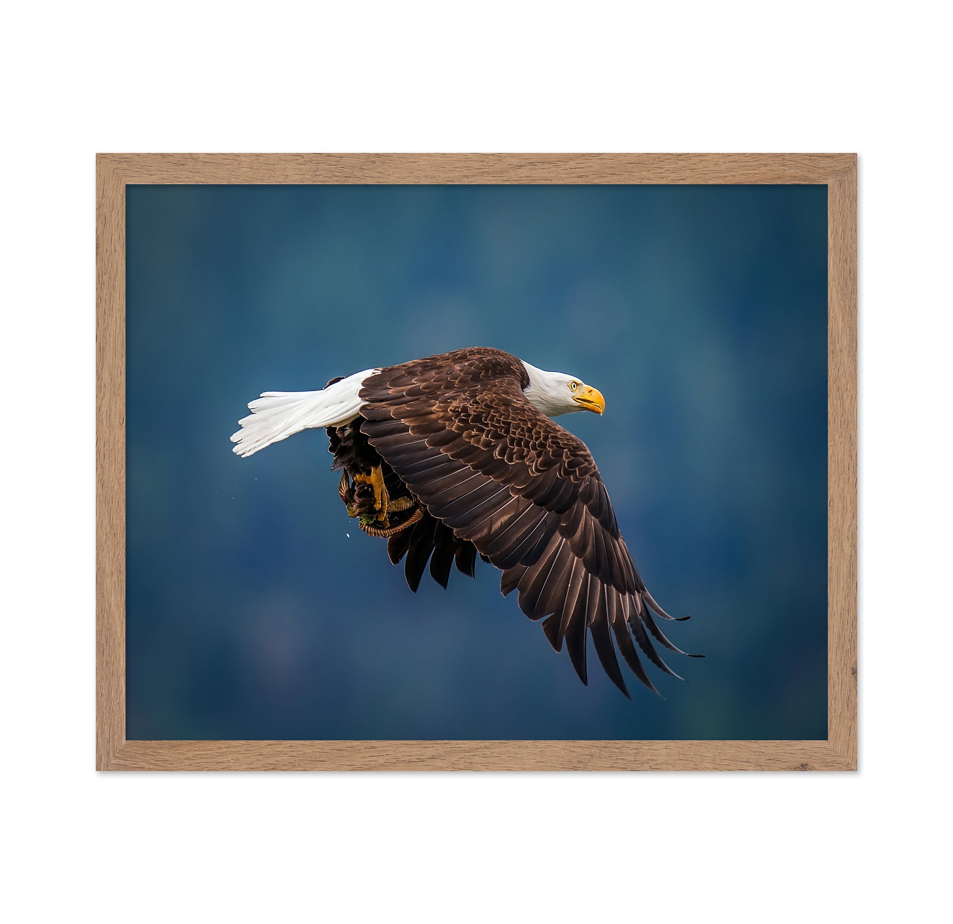 Bald Eagle With Fish
