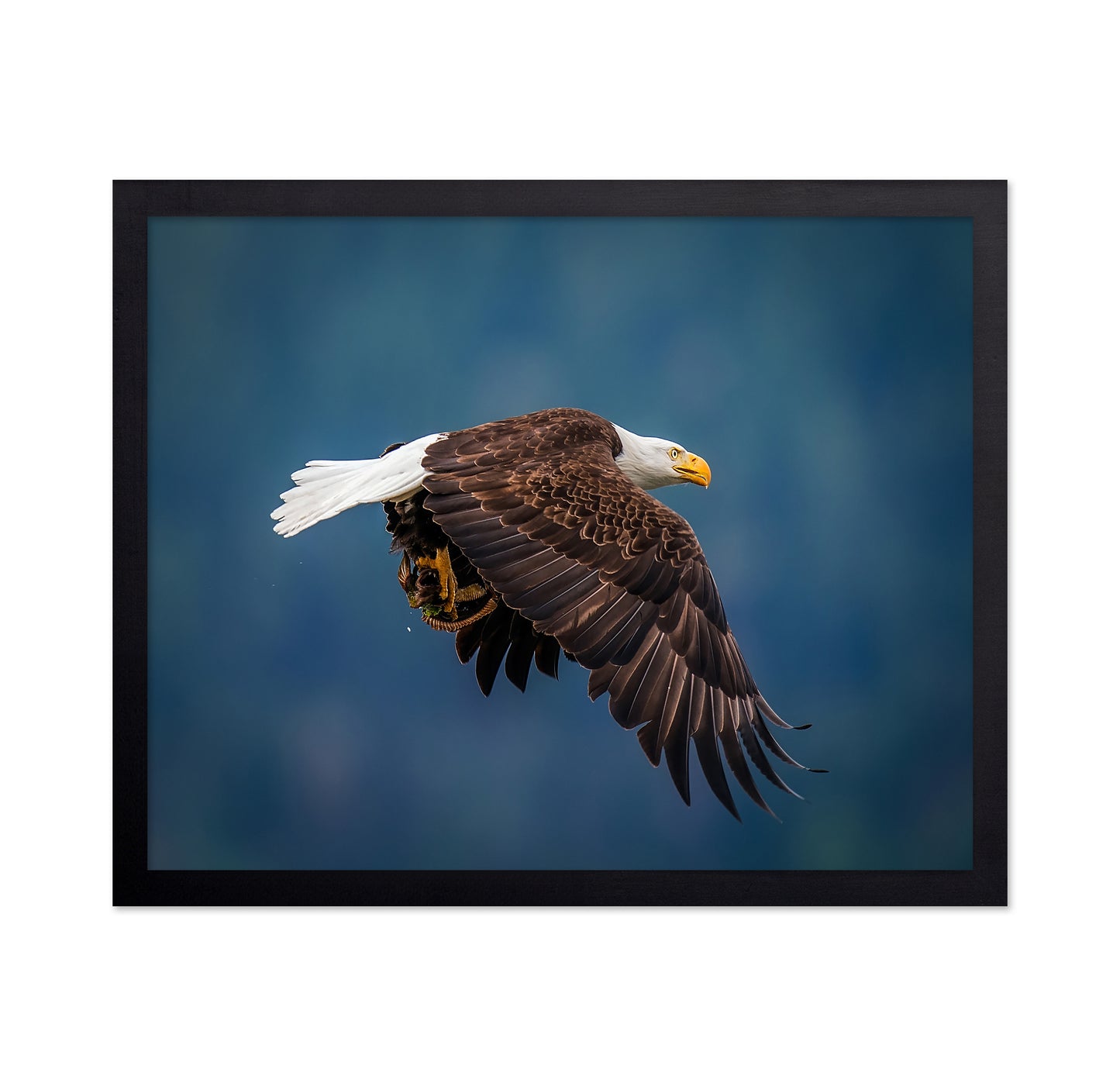 Bald Eagle With Fish