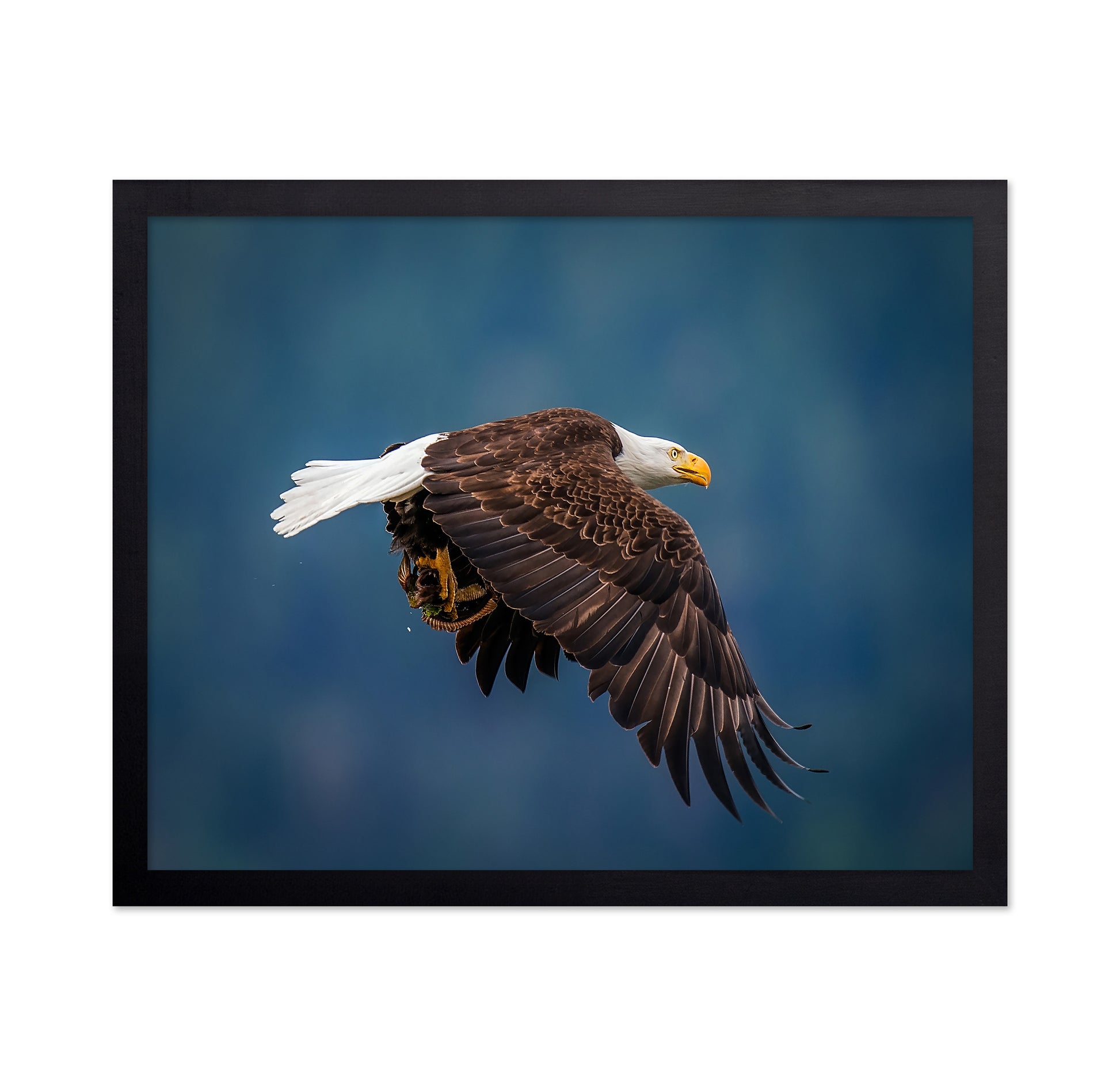 Bald Eagle With Fish