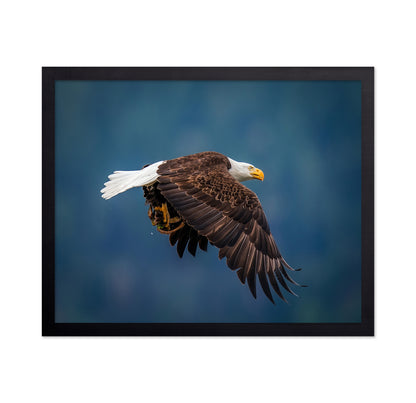 Bald Eagle With Fish