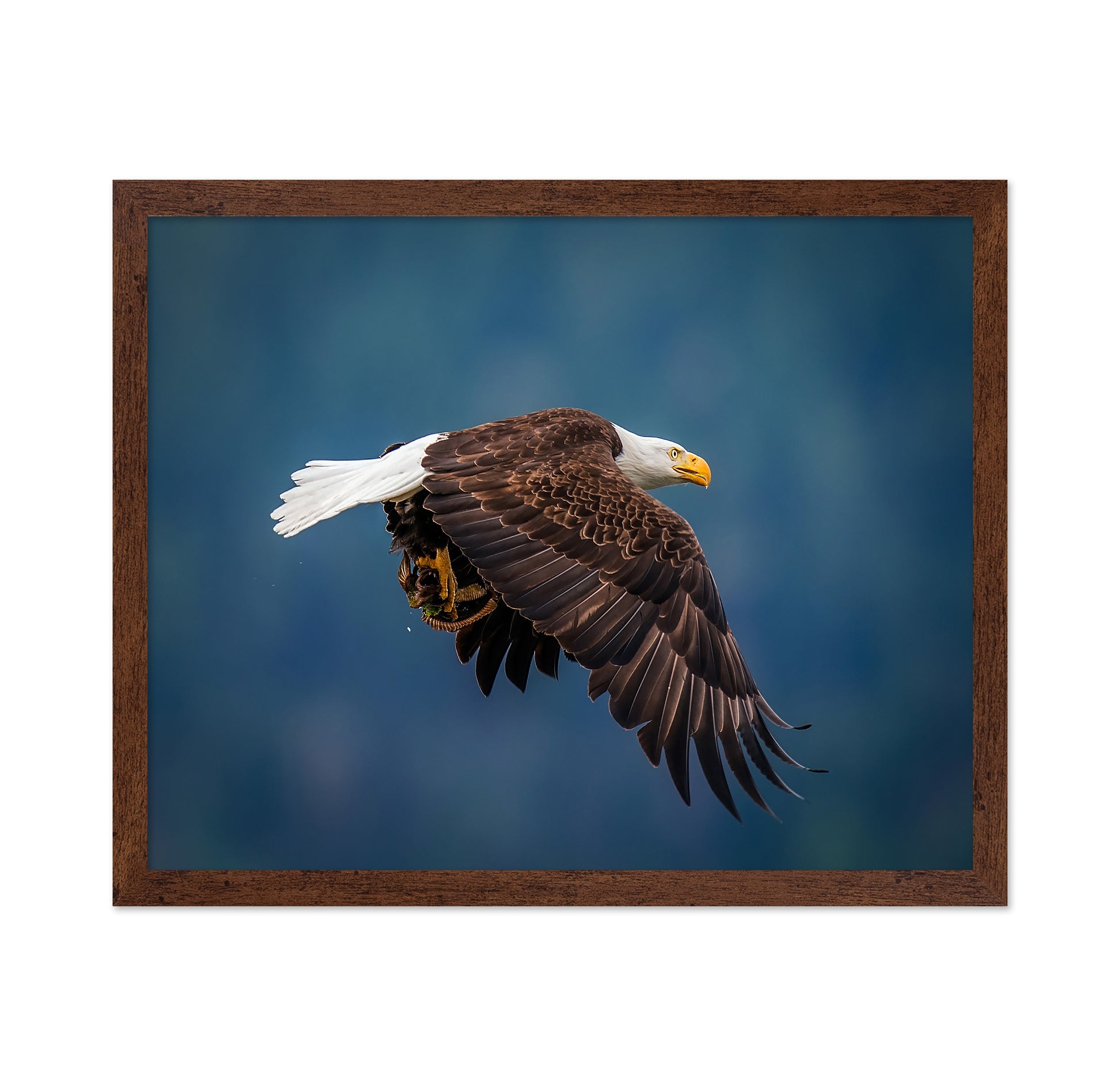 Bald Eagle With Fish