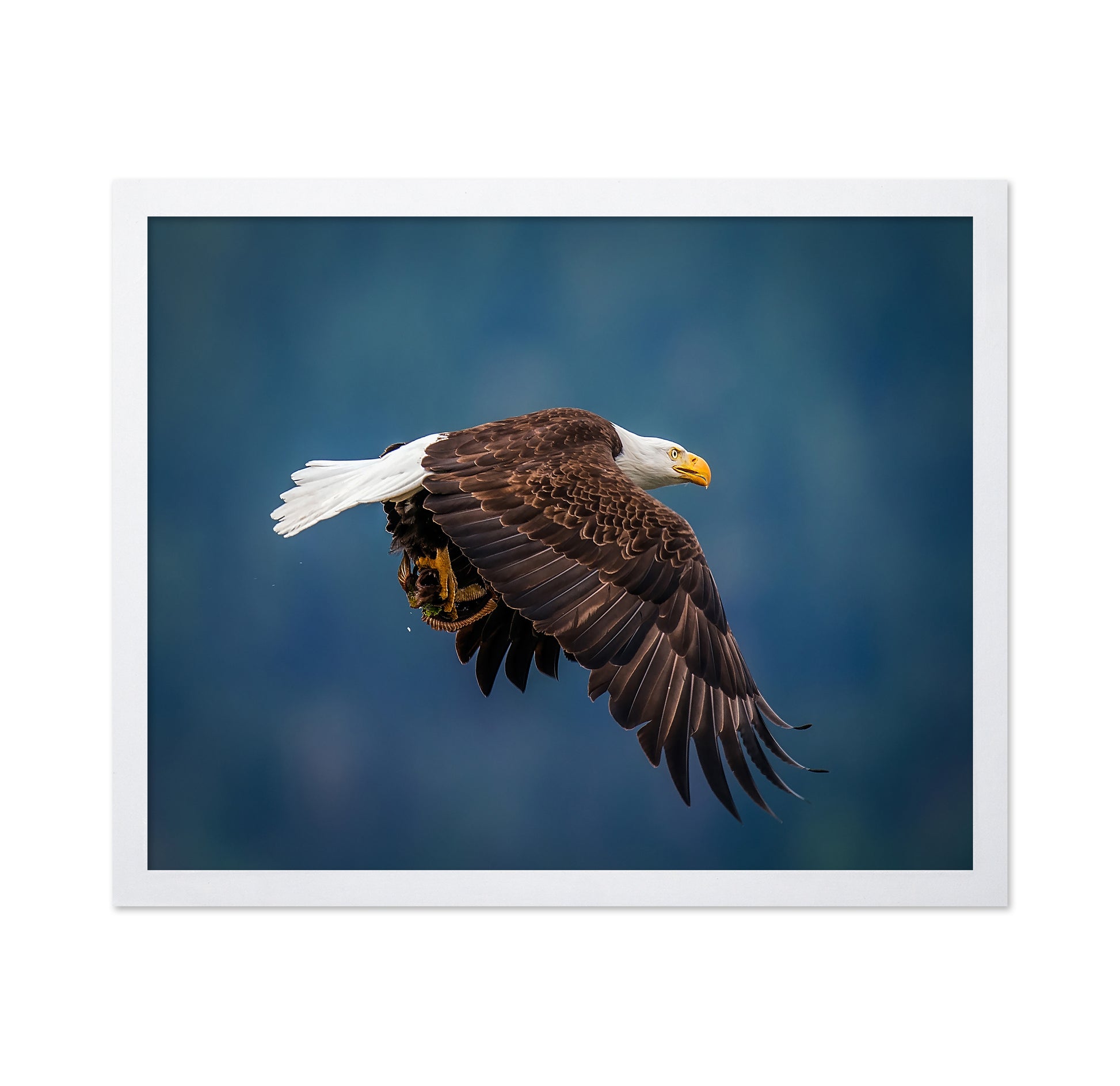 Bald Eagle With Fish