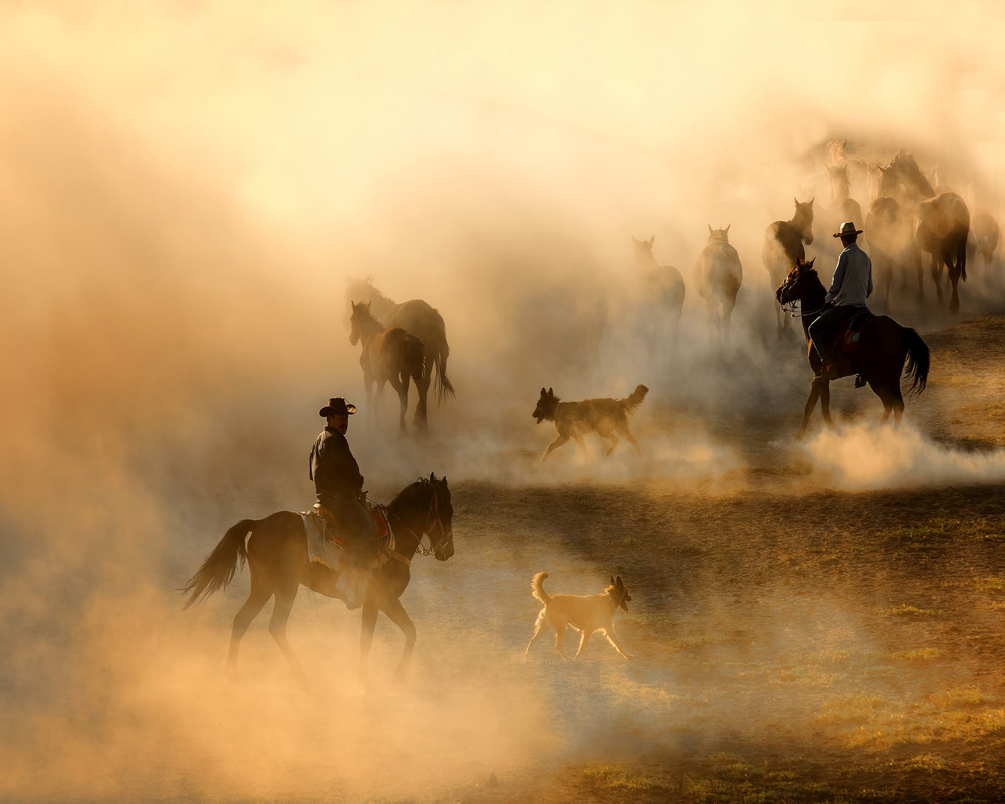 Cowboys Herding Horses