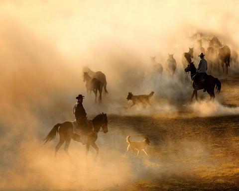 Cowboys Herding Horses