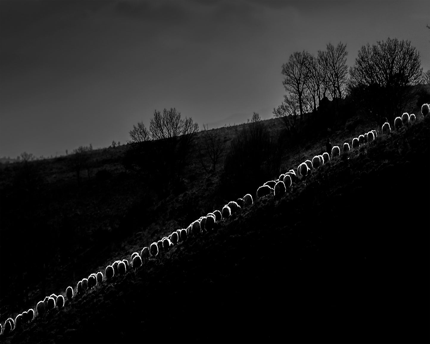 Sheep Flock